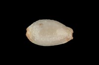 藏品(雞皮寶螺)的圖片